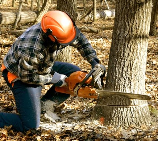 Tree Removal in Atlanta, IL